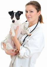 Collierville Animal Clinic Pictures