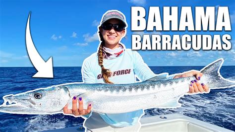 Battling Barracudas In Bimini Fishing For Wahoo In The Bahamas Youtube