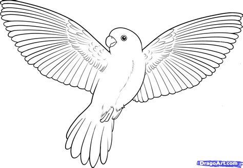 Bird Coloring Pages How To Draw A Flying Bird How To Draw A Bird In