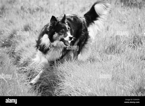 Black And White Sheepdog High Resolution Stock Photography And Images