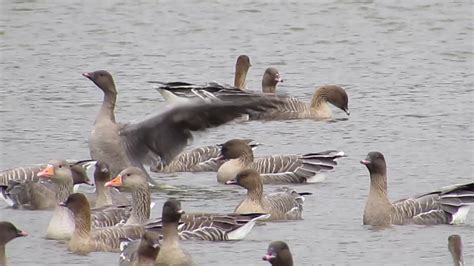 Pink Footed Geese Youtube