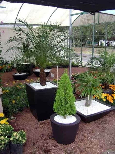 Ver más ideas sobre decoracion plantas, arreglos florales. Plantas Naturales Para Interior En Maceta Solo Cdmx - $ 1,250.00 en Mercado Libre