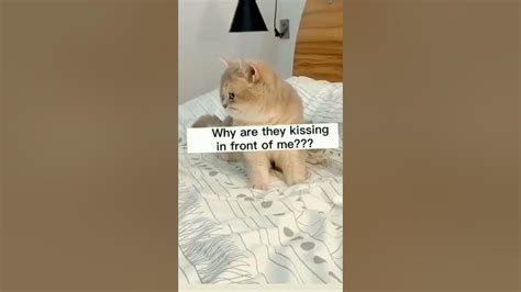 Cats Meme 😅 Youtube