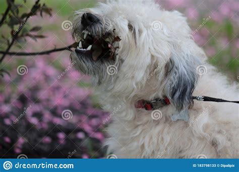 She loves to lounge when inside, and is very energetic outside! A Soft Coated Wheaten Terrier Stock Image - Image of ...