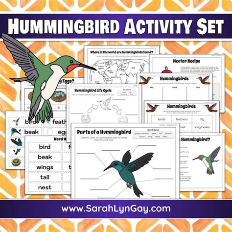 Hummingbird Life Cycle Instant Download Stem Workbook Etsy