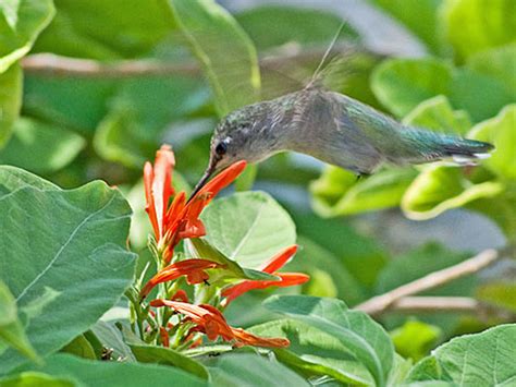 It grows best in zones 4 to 8 and in partial shade. Best Plants to Attract Hummingbirds