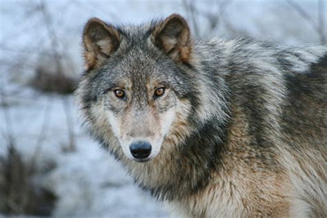 Email Celebrate Earth Day Protect Wolves Wildearth