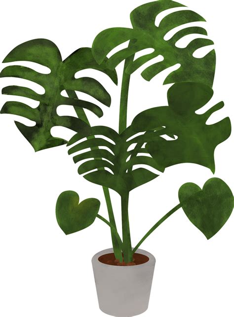 モンステラ 植物 葉っぱ pixabayの無料ベクター素材 pixabay