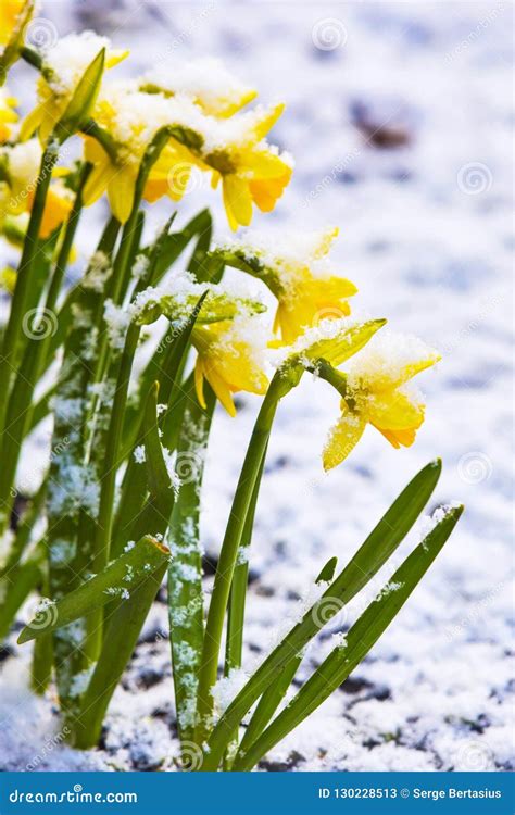 Daffodil Blooming Through The Snow Stock Image Image Of Bunch