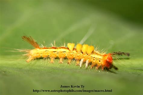 Side View Of Yellow Spiky Caterpillar James Kevin Ty Flickr