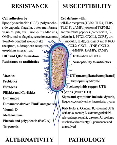 Symptoms Of E Coli Uti Superbugs Can Cause Utis 2020 05 04