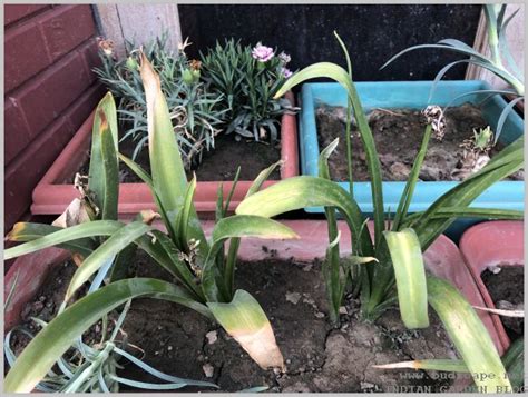 Jun 08, 2021 · hyacinth flowers are very pretty to look at, but they grow only in spring. How to Propagate Hyacinth Flower Bulbs | GARDENING FOR ...