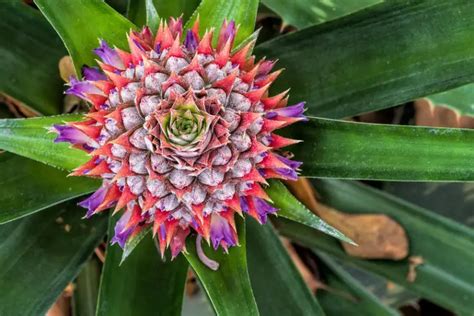 Bromeliad Pups Care A Complete Guide Love Planting