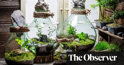 How To Treat Your Terrarium Gardening Advice The Guardian
