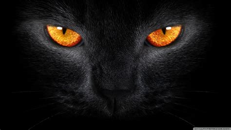 Black Cat Hd Desktop Wallpaper High Definition Fullscreen Mobile