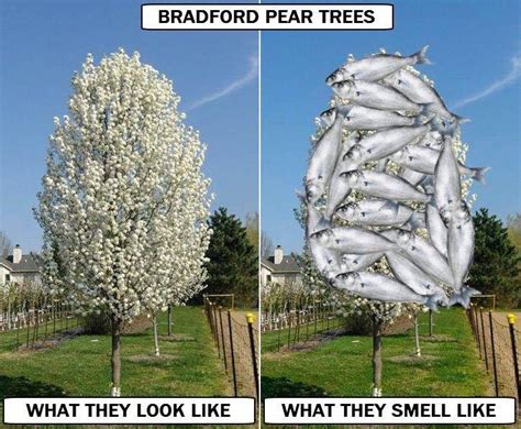 Bradford Pear Tree Smell Meme Memestund