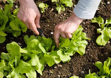However, you have to conduct your research in order to instead, we'll see how to start a garden, which is more traditional and involves vegetable if the soil is loose enough, the roots will grow better and deeper into the ground. Infographic on How to Start a Vegetable Garden | Best Pick ...