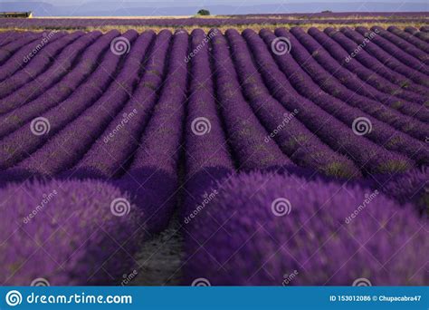 Blossom Purple Lavender Fields In Summer Landscape Near Valensole