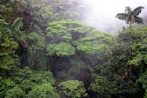 Our Mission Rainforest Biodiversity Group