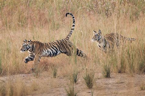 Pair Of Bengal Tigers Playing In The Long Grass Just After Dawn