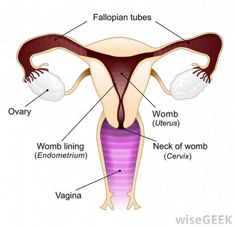 Female Reproductive System Diagram 101 Diagrams