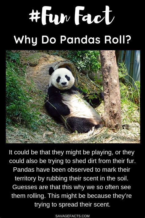 Did you know that some whales sing or that camels are born without a hump? 100 Facts About Pandas That Will Increase Your Knowledge | Panda facts, Panda facts for kids ...