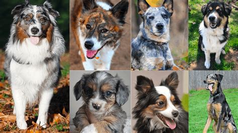 Top 35 Australian Shepherd Mixes Hard Working Canine Companions