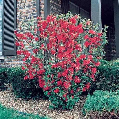 Red Red Flowering Quince Flowering Shrub In Pot With Soil L1217 At