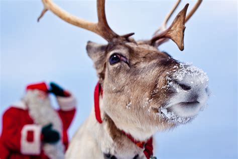 group reindeer safari and reindeer farm visit from levi easy travel holidays in finland