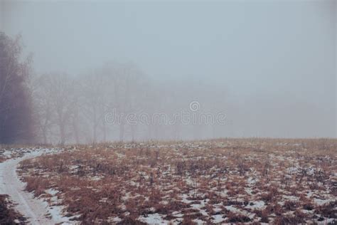Field Road In Winter Foggy Trees In The Distance Stock Photo Image