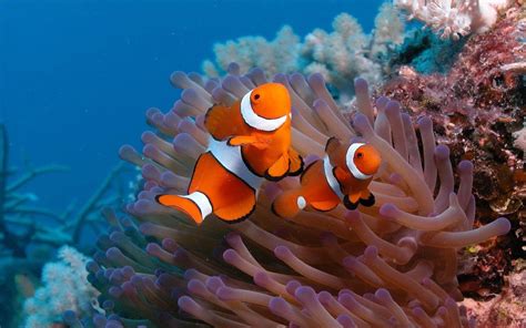 Ocean Animals Clown Fish Clown Fish Animal Wallpaper Fish