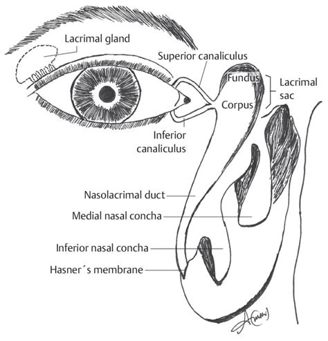 Lacrimal Drainage Anatomy
