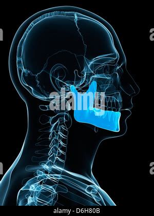 Anatomy of the Jaw (Mandible Stock Photo: 7711291 - Alamy