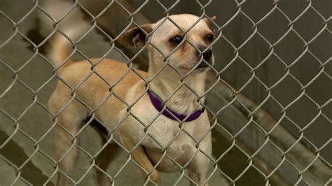 Tests last week indicated a new case of the deadly sars virus in china, but despite warnings that the wild animal market may be responsible for a repeat outbreak of the disease it is still trading. Sacramento County DA creates animal cruelty unit for ...