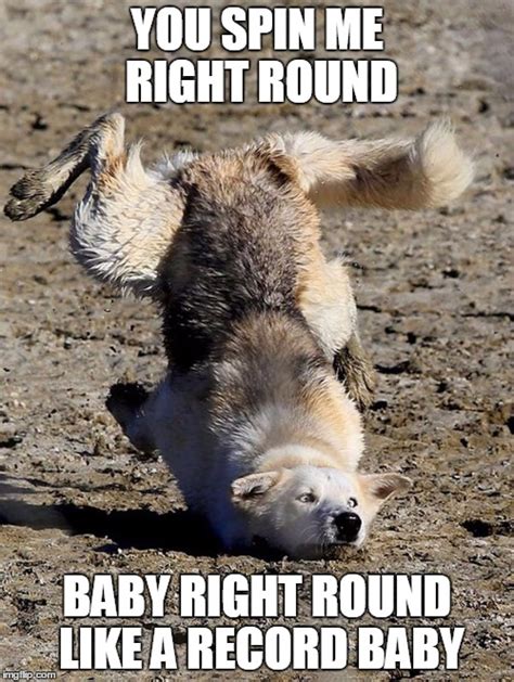 Dead or alive — you spin me right round. You Spin Me Right Round #2 - Imgflip