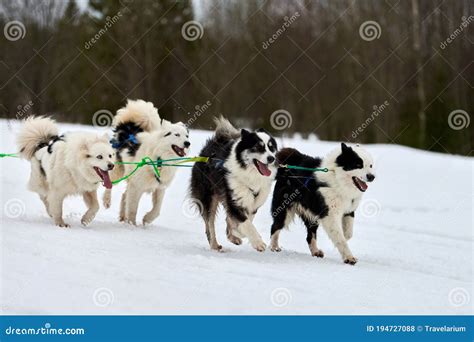 Running Husky Dog On Sled Dog Racing Stock Photo Image Of Action