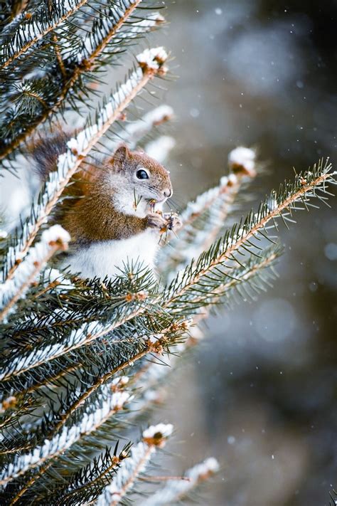 Squirrel Winter Scenery Winter Scenes Cute Animals