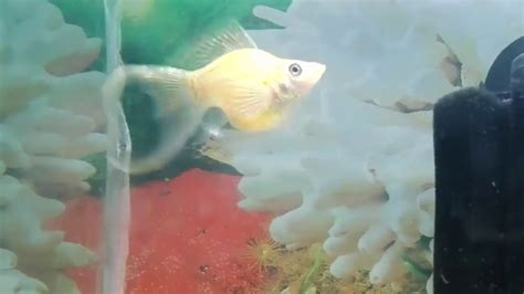 Balloon Molly Pregnant Close View Of Last Stage Pregnancy Youtube