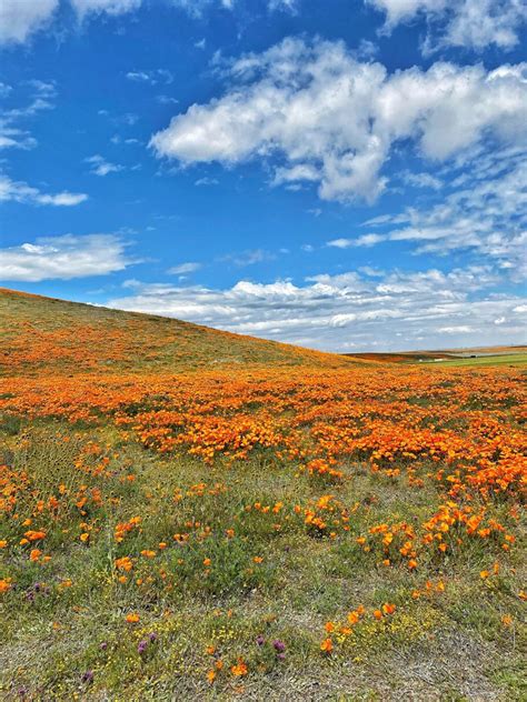 Antelope Valley California Poppy Reserve State Natural Reserve In Lancaster