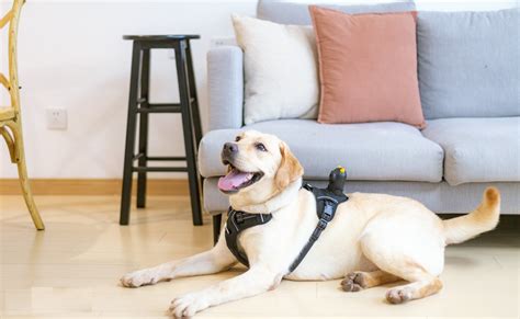 This Wearable Hd Dog Camera Shows You What Your Dog Sees