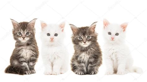 Als jpeg gespeicherte logos haben normalerweise einen weißen hintergrund (es sei denn, eine andere hintergrundfarbe ist eingestellt). Vier wichtigsten Coon Baby Katze Kätzchen, zwei Tabby und ...