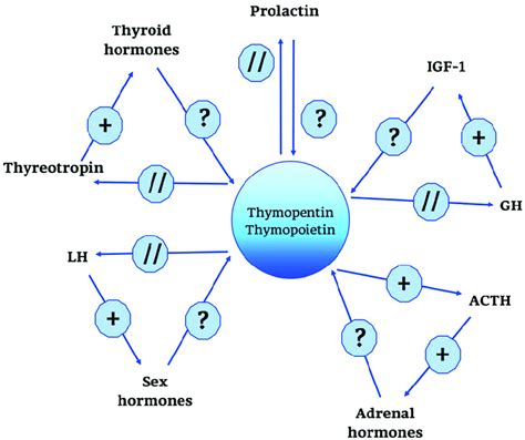 Thymopentin And Thymopoietin Neuro Endocrine Functions Thymopentin And