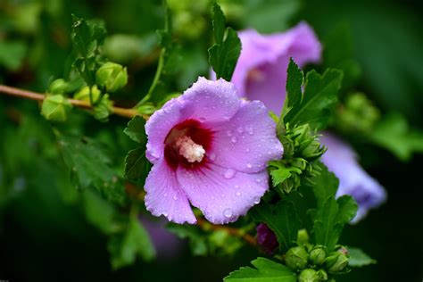 flowers in the rain - Imgflip