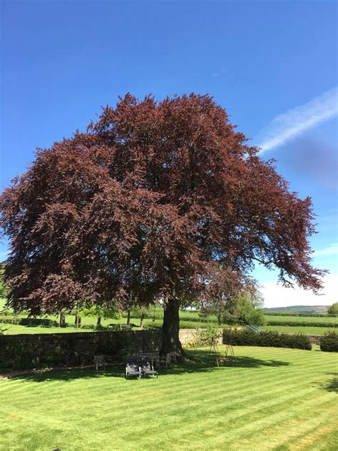 The Mighty Copper Beech Tree
