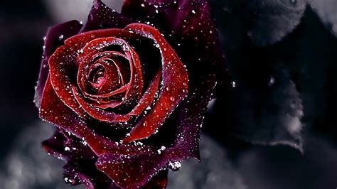 Black Rose Wallpapers Wallpaper Cave