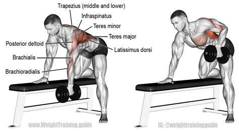 Bent Over Dumbbell Row Instructions And Video Weight Training Guide