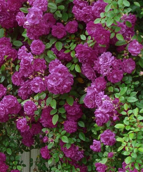 1699 Love This Violet Cascade Mini Rose Plant Set Of