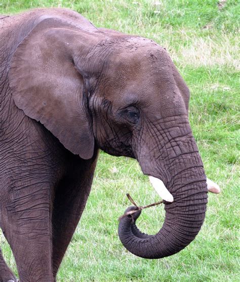 Animal Big Ear Elephant Before You Travel