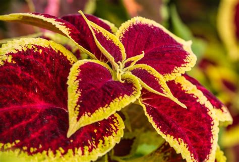COLEUS |The Garden of Eaden