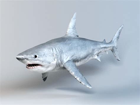 Great White Shark 3d Model 3ds Max Files Free Download Modeling 47598